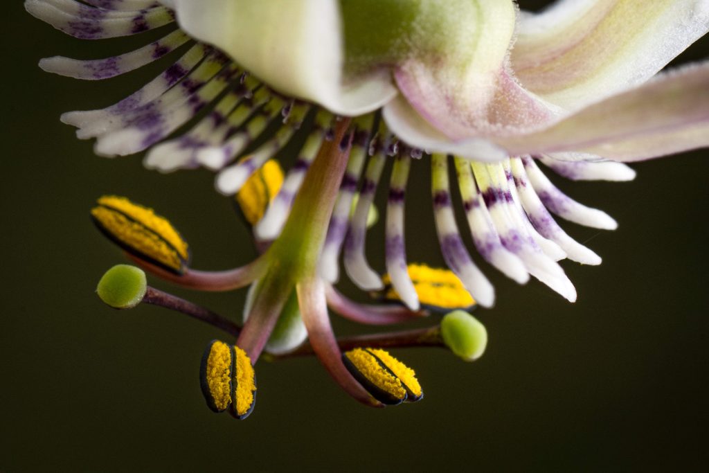 frutas de la pasión en Ecuador