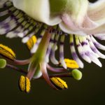 frutas de la pasión en Ecuador