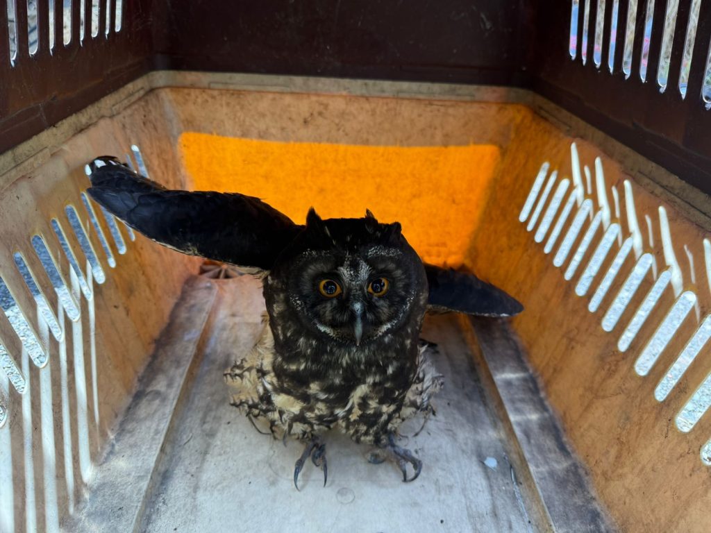 La ley prohíbe la tenencia de animales silvestres en domicilios en Ecuador. /Fotos Policía Nacional