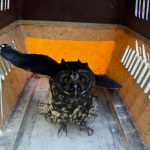 La ley prohíbe la tenencia de animales silvestres en domicilios en Ecuador. /Fotos Policía Nacional