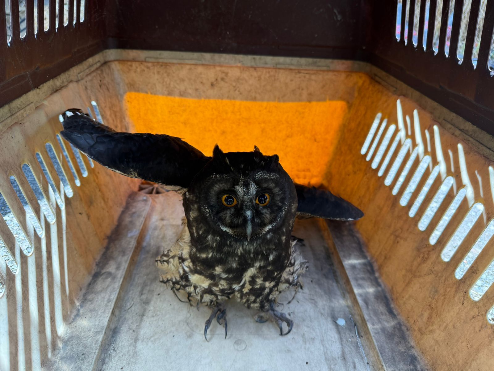 La ley prohíbe la tenencia de animales silvestres en domicilios en Ecuador. /Fotos Policía Nacional