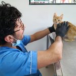 dueño - emergencias