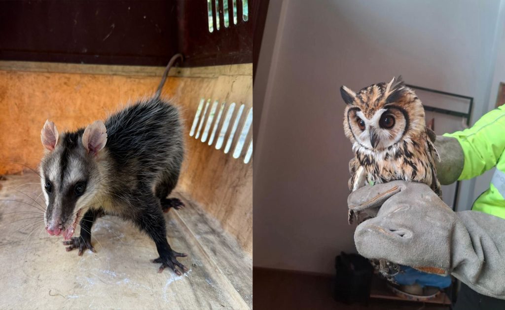 Los agentes de la UPMA rescataron a dos animales silvestres en Cuenca. /Fotos Policía Nacional
