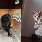 Los agentes de la UPMA rescataron a dos animales silvestres en Cuenca. /Fotos Policía Nacional