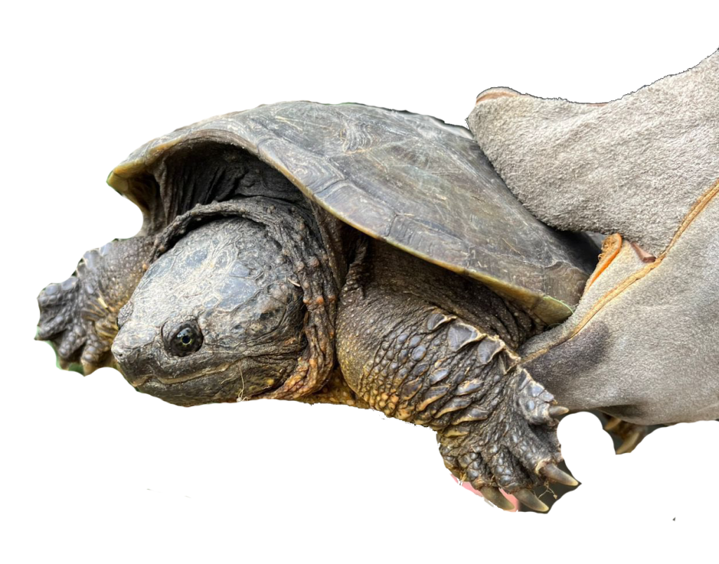 La ley prohíbe la tenencia de animales silvestres en domicilios en Ecuador. /Fotos Policía Nacional