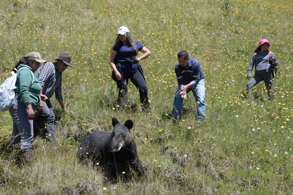 Rescatan a un tapir en malas condiciones de salud en el cerro El Gallo, en Sevilla de Oro, en Azuay. Se trata de una hembra que mostraba dificultad para caminar.