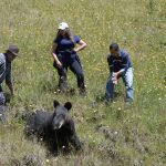 Rescatan a un tapir en malas condiciones de salud en el cerro El Gallo, en Sevilla de Oro, en Azuay. Se trata de una hembra que mostraba dificultad para caminar.