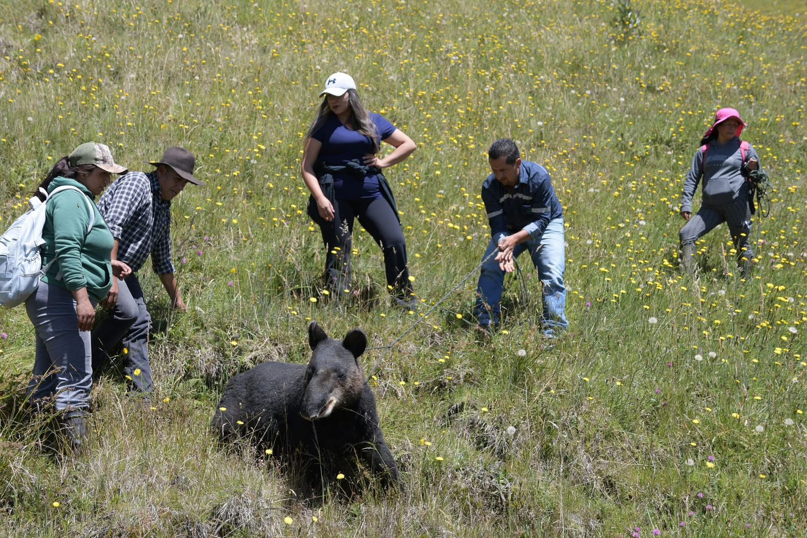 Rescatan a un tapir en malas condiciones de salud en el cerro El Gallo, en Sevilla de Oro, en Azuay. Se trata de una hembra que mostraba dificultad para caminar.