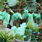 El hongo se identificó en una finca de El Oro. Foto: imagen referencial/API