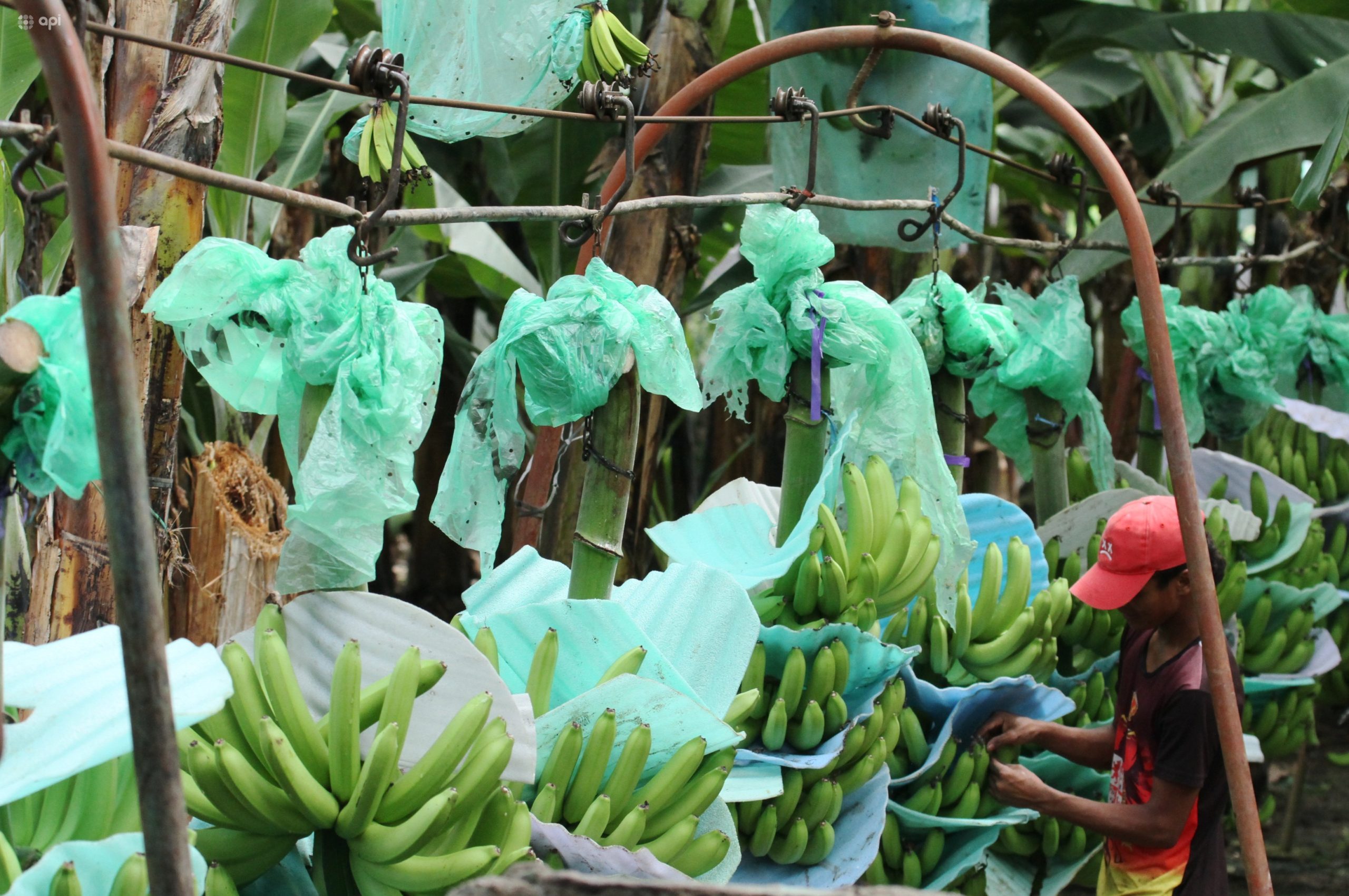 El hongo se identificó en una finca de El Oro. Foto: imagen referencial/API