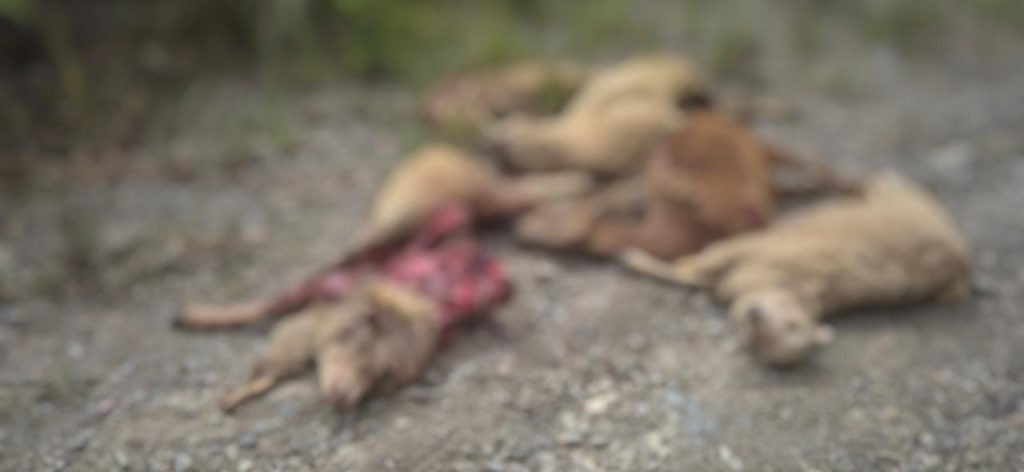 Extraño animal mató a seis ovejas en Manzhun, en Gualaceo, en Azuay. Hay preocupación en pobladores.