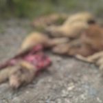 Extraño animal mató a seis ovejas en Manzhun, en Gualaceo, en Azuay. Hay preocupación en pobladores.