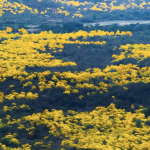 El florecimiento de los guayacanes es uno de los eventos más esperados del Ecuador. Foto: El Mercurio