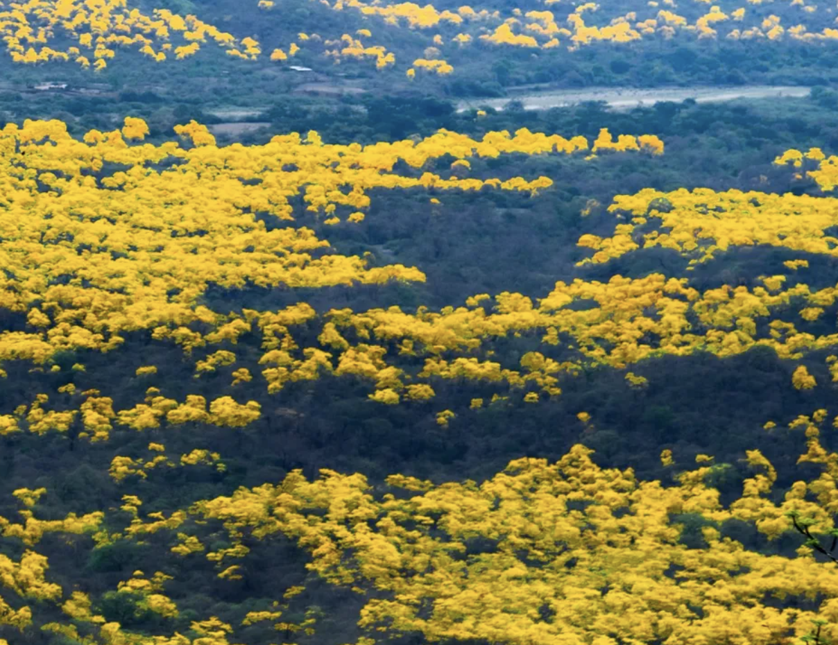 El florecimiento de los guayacanes es uno de los eventos más esperados del Ecuador. Foto: El Mercurio