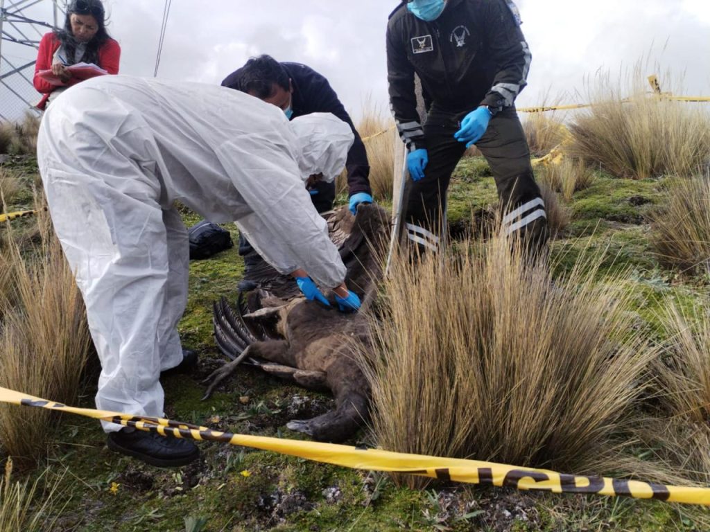 Hallan muerto a un cóndor andino en Parque Nacional Antisana. Se trata de una especie en peligro de extinción.