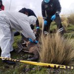 Hallan muerto a un cóndor andino en Parque Nacional Antisana. Se trata de una especie en peligro de extinción.