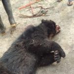 El MAE investiga la muerte de un oso andino en Morona Santiago. Foto: cortesía