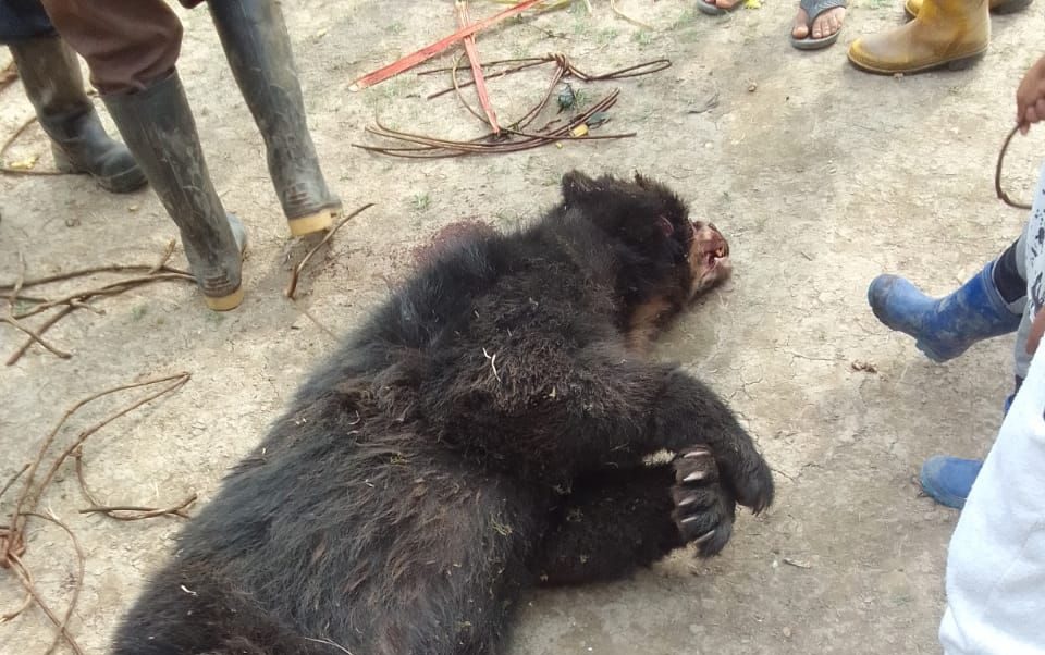 El MAE investiga la muerte de un oso andino en Morona Santiago. Foto: cortesía