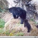 Captan a dos crías de oso andino en páramo de Ecuador. El video lo publicó la Fundación Cóndor Andino.