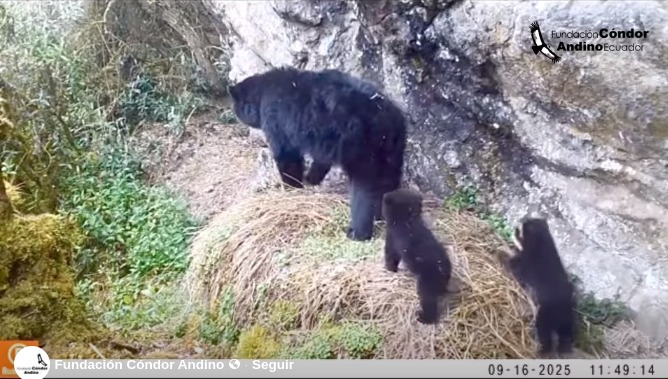 Captan a dos crías de oso andino en páramo de Ecuador. El video lo publicó la Fundación Cóndor Andino.