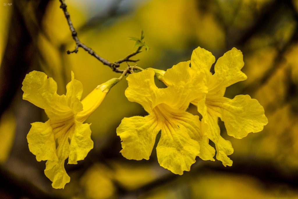 Los guayacanes empezarán a florecer este fin de semana. Foto: API