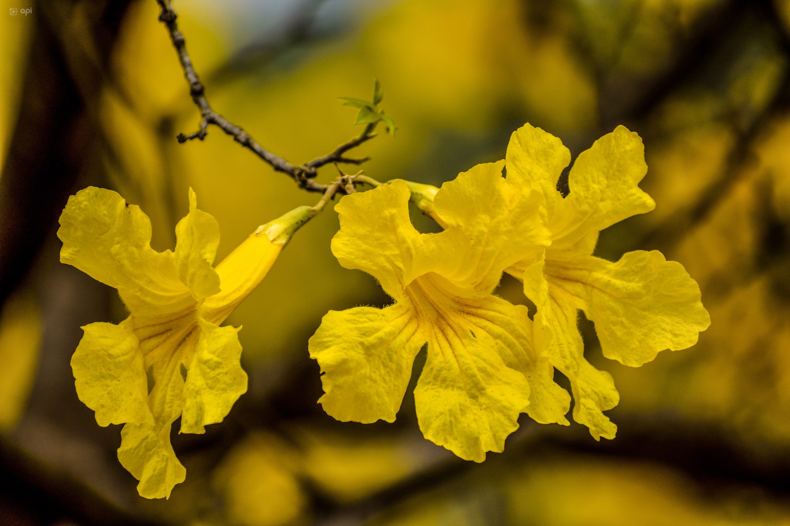 Los guayacanes empezarán a florecer este fin de semana. Foto: API