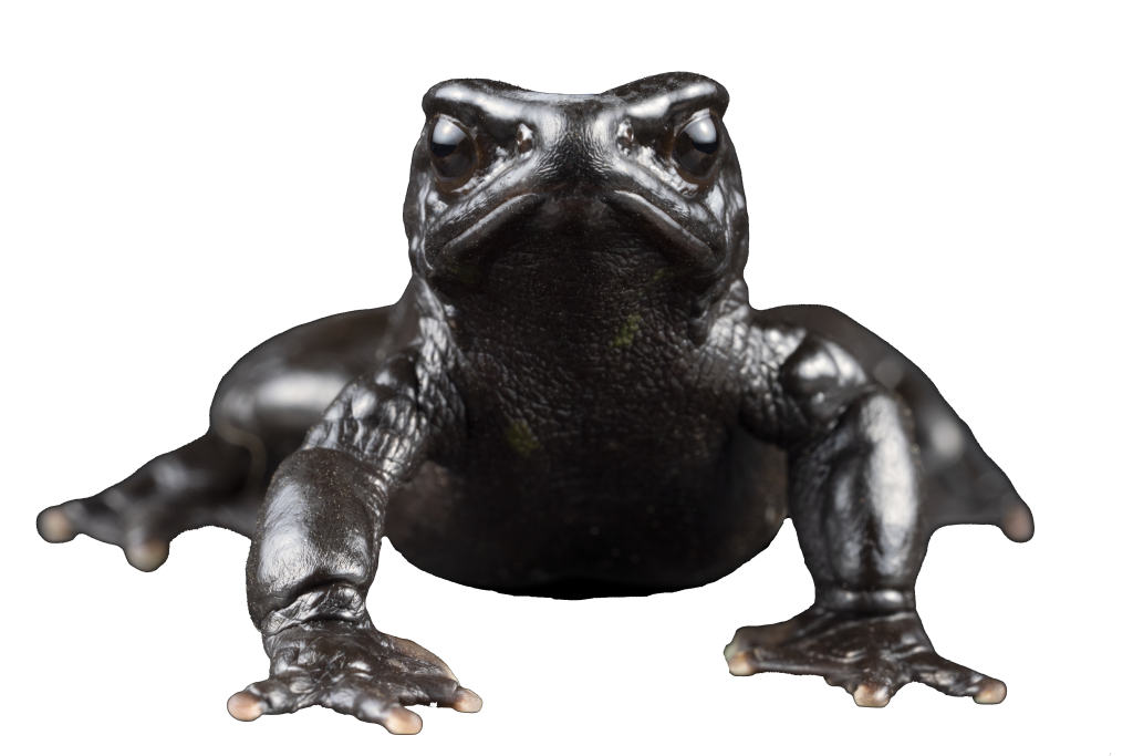 El sapito conocido como jambato del Cajas (ateopus nanay) se caracteriza por su color negro. /Cortesía