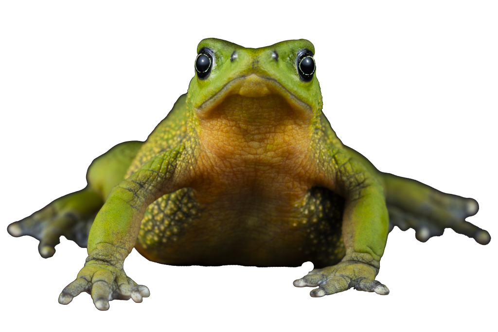 El atelopus bomolochos o jambato del Azuay habita en los cantones orientales de la provincia. /Cortesía