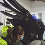 Cóndor andino hallado débil en San José de Tablón Alto, en Pichincha, Quedó en observación.