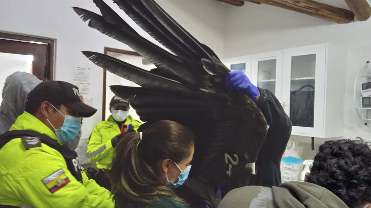 Cóndor andino hallado débil en San José de Tablón Alto, en Pichincha, Quedó en observación.