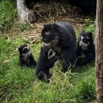 Tres osos andinos nacieron en el Bioparque Amaru, en Cuenca. Es un hito excepcional en la conservación de esta especie, que está en peligro de extinción.
