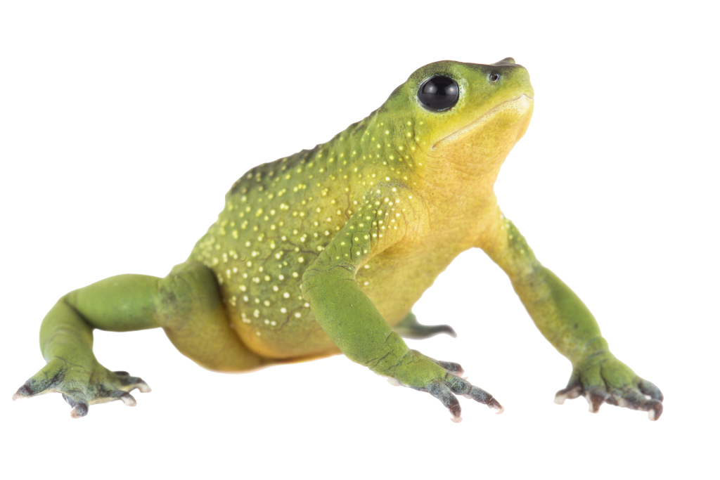 El atelopus exiguus o jambato del bosque de Mazar es una de las especies que esta al borde de la extinción. /Cortesía