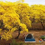 El florecimiento de los Guayacanes es uno de los espectáculos naturales más vistos del Ecuador. Foto: Ministerio de Turismo