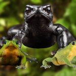 Tres especies de sapo jambato, luchan por sobrevivir en Azuay. /Cortesía