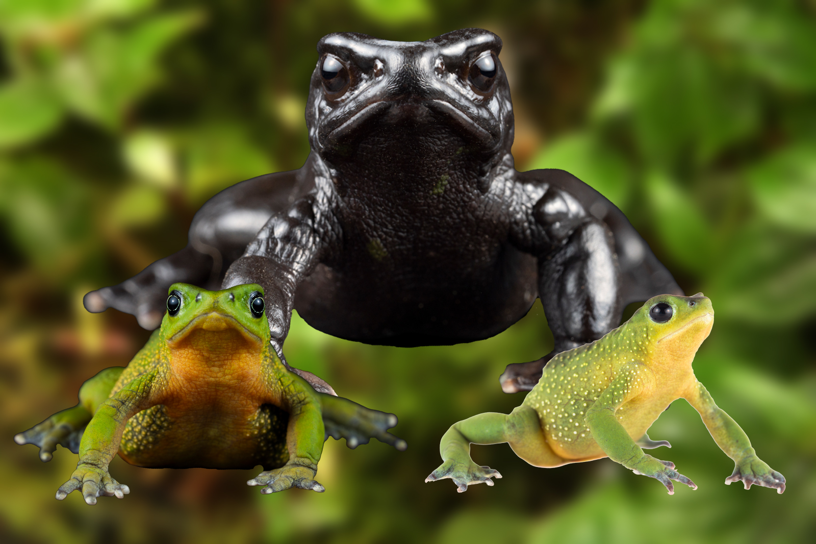 Tres especies de sapo jambato, luchan por sobrevivir en Azuay. /Cortesía