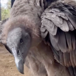 Captura del video compartido por Amaru sobre el estado actual de ‘Kimsa’. /Captura