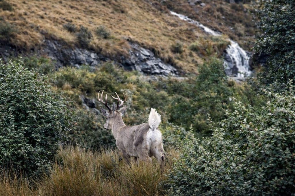 Avistan venado protegido en el Parque Nacional Cajas, en Cuenca. Hacen un llamado a cuidar este espacio natural.