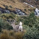 Avistan venado protegido en el Parque Nacional Cajas, en Cuenca. Hacen un llamado a cuidar este espacio natural.