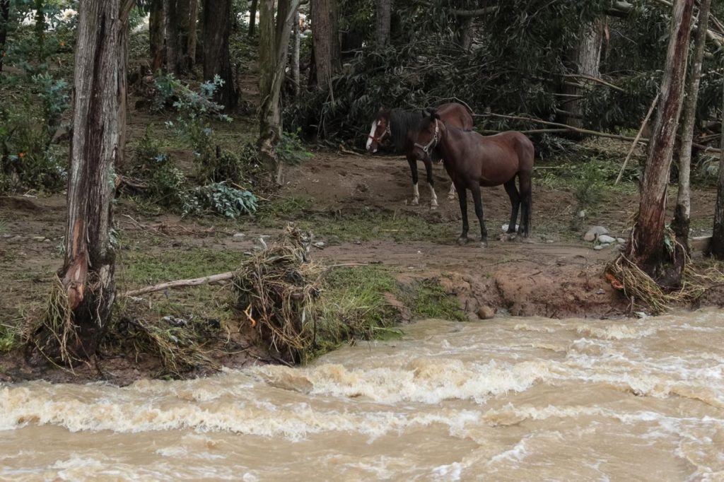 Los dos caballitos se mantienen en el islote de la cuenca del río Yanuncay. /Cortesía