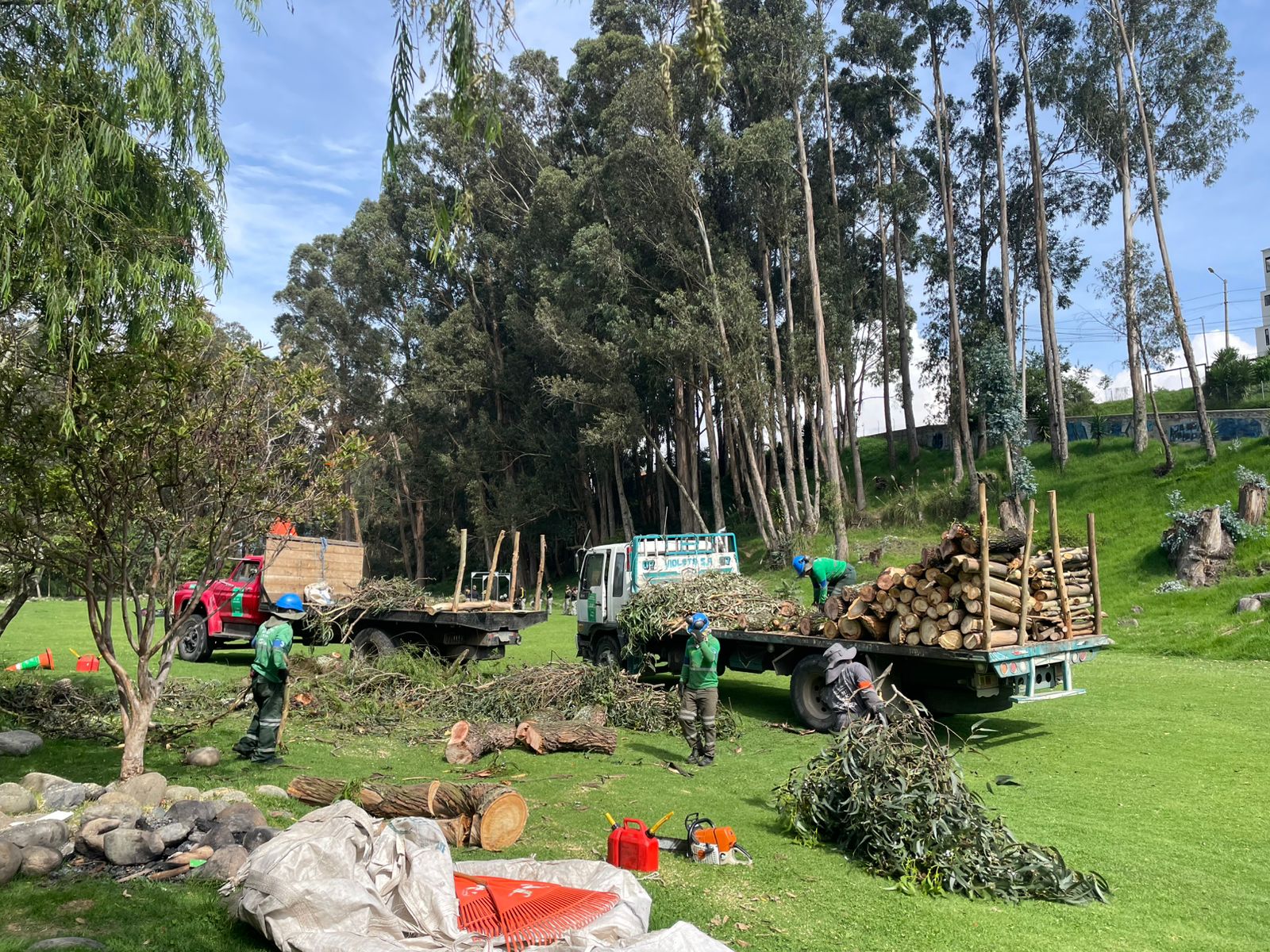 Árboles retirados del parque Tarqui-Guzho.