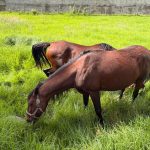Los dos caballos fueron rescatados este viernes 13 de marzo de 2026. /IAA
