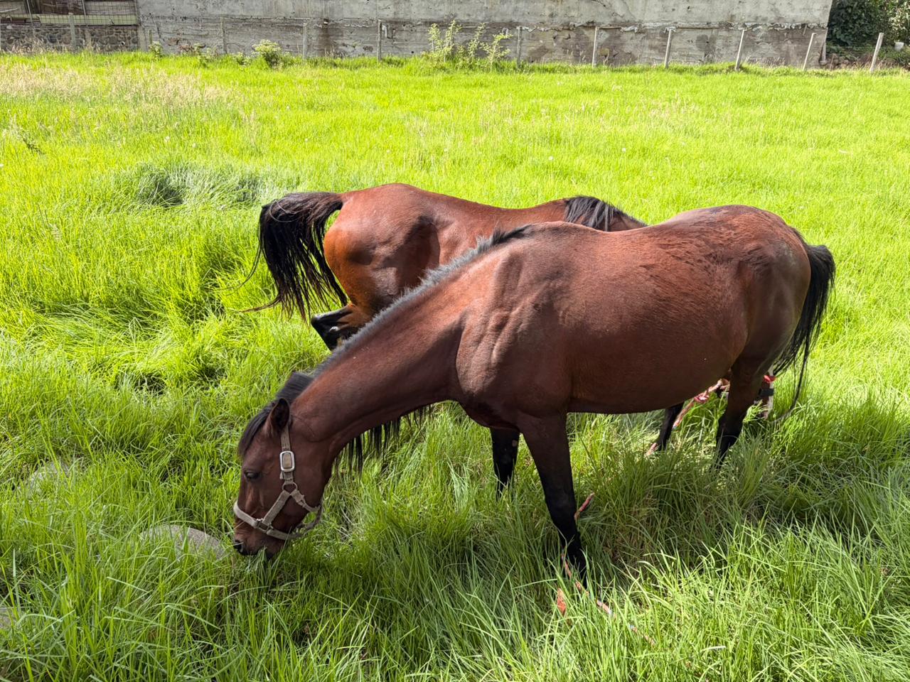Los dos caballos fueron rescatados este viernes 13 de marzo de 2026. /IAA