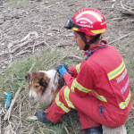 Un perro fue rescatado en la orilla del río en Guachapala. /Cortesía