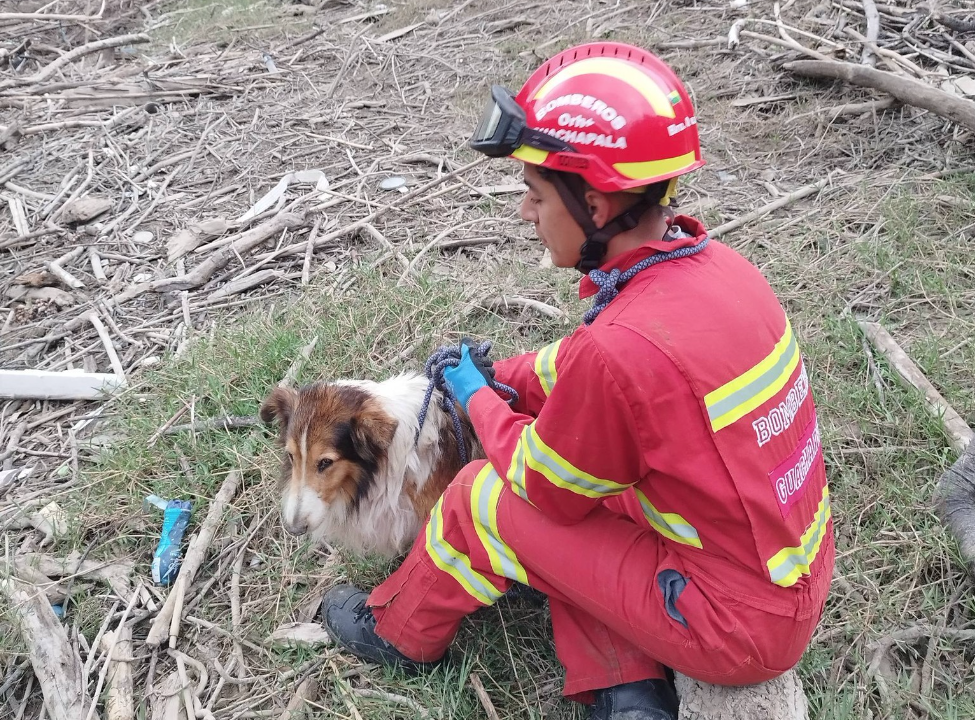 Un perro fue rescatado en la orilla del río en Guachapala. /Cortesía