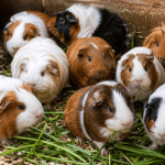 La venta de cuyes está prohibida en Ecuador de manera temporal.