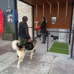 aeropuerto - mascotas