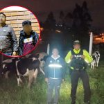 Wilmer P., fue aprehendido por el robo de ganado en Zhidcay, cantón Gualaceo. /Cortesía