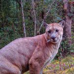 Esta imagen de un puma concolor fue capturada por una cámara trampa en las zonas de recarga hídrica de la Junta Administradora de Agua Potable de la parroquia Baños. /Cortesía