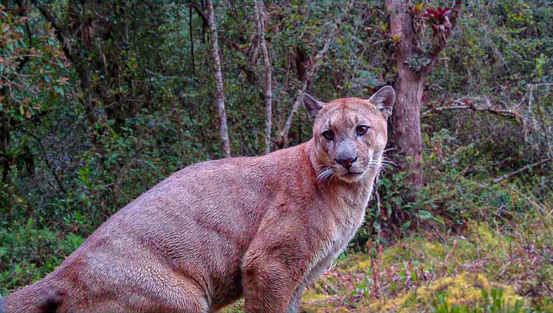 Esta imagen de un puma concolor fue capturada por una cámara trampa en las zonas de recarga hídrica de la Junta Administradora de Agua Potable de la parroquia Baños. /Cortesía