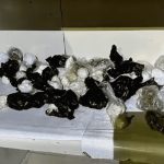 Cientos de dosis de droga se encontraron dentro de una vivienda. Foto captura